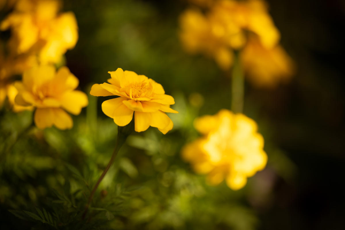 Flora