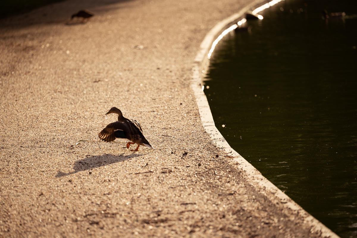 Fauna